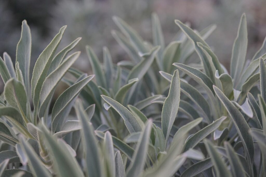 Hairy pale leaves of white sage