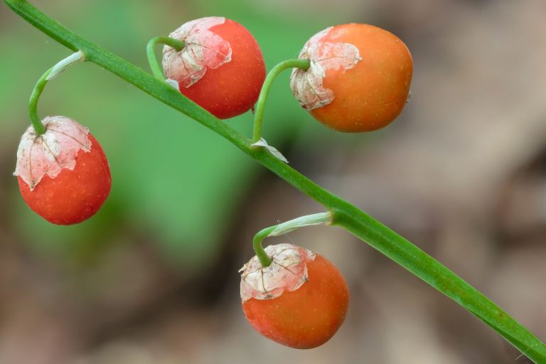 Lily of the valley flowers, varieties & toxicity Plantura