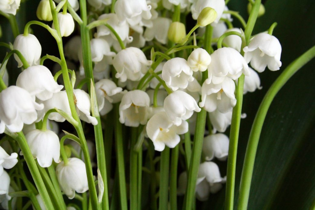 lily of the valley planting instructions