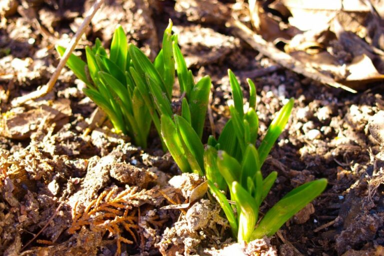 lily of the valley planting instructions