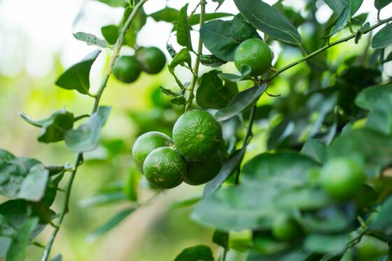 Lime tree: characteristics, types & harvesting limes