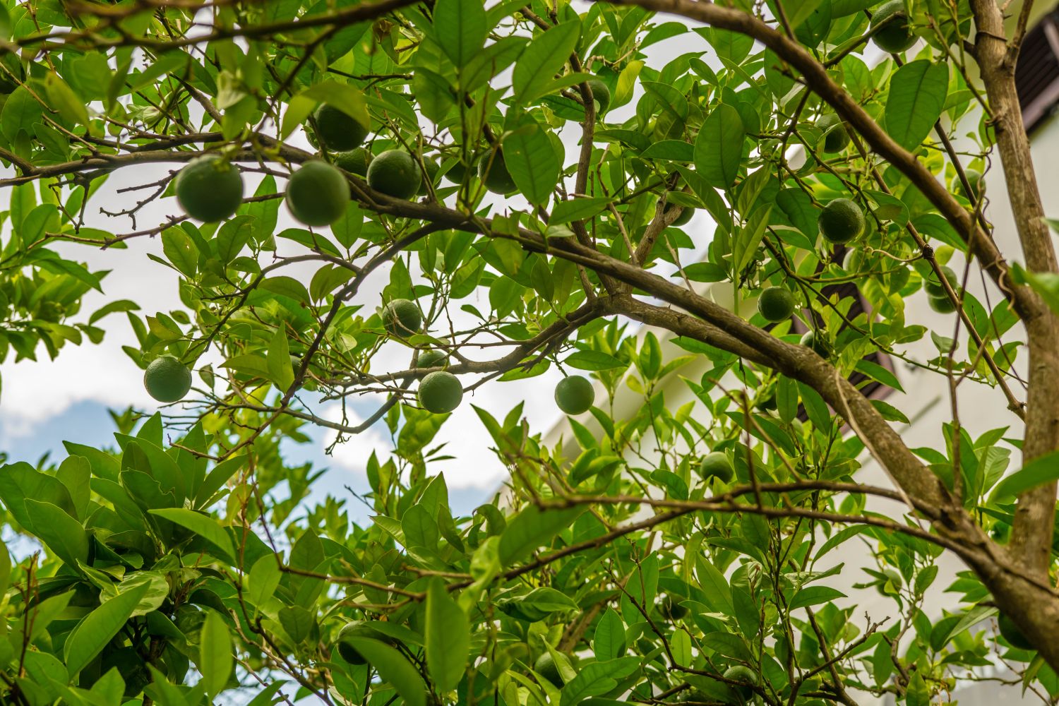 Lime tree types, harvesting, & characteristics Plantura