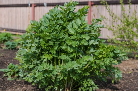 Lovage: herb garden classic in frilly attire