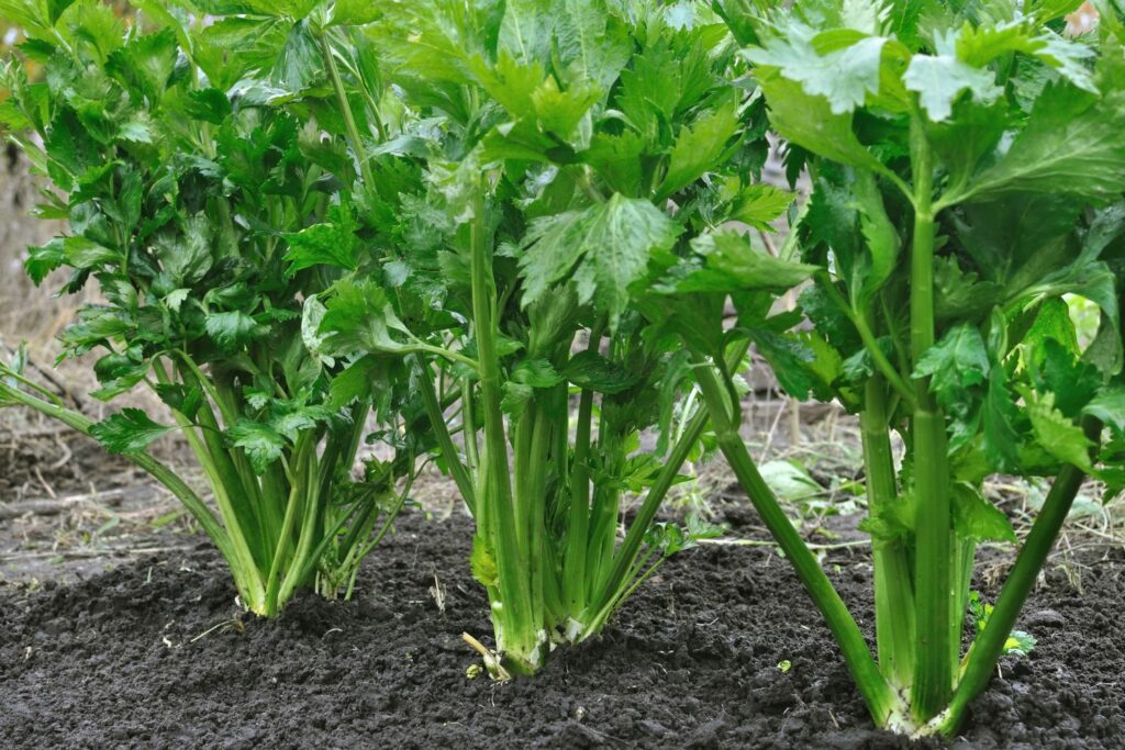 celery plants with bright green stems