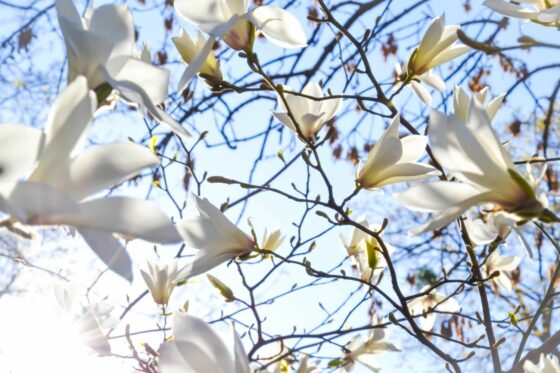 Magnolia: planting, pruning & propagation of the magnolia tree