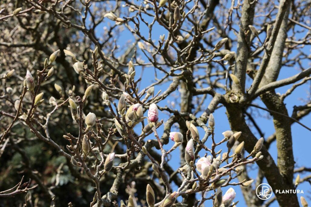 pink magnolia flower buds