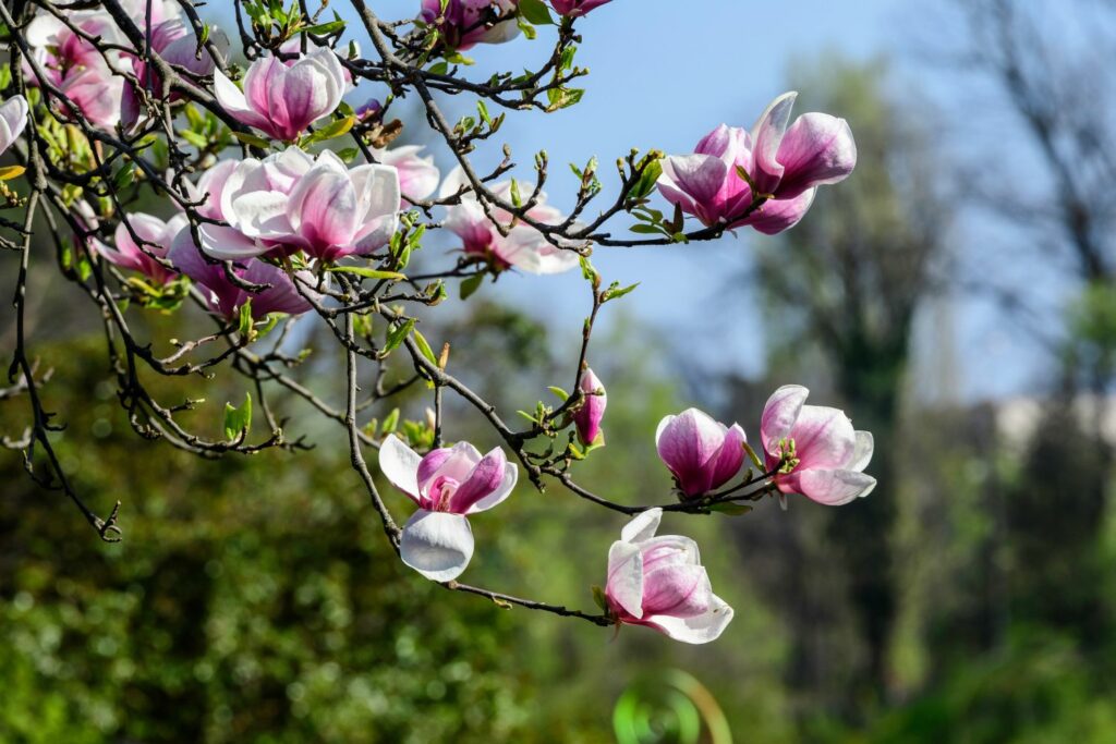 white and pink magnolia flowers