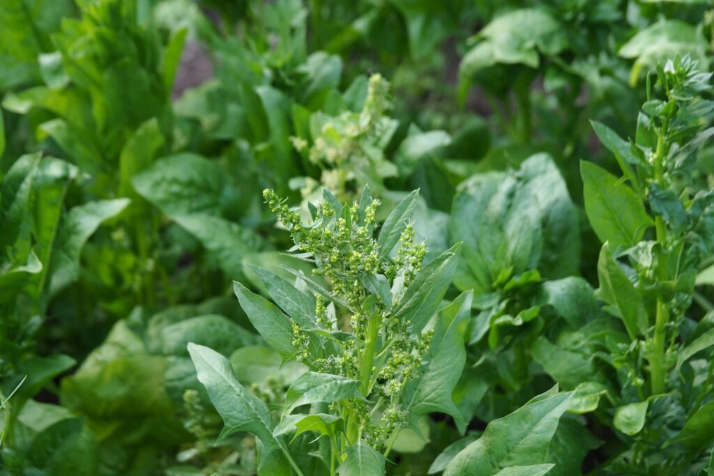 a male spinach plant flowering