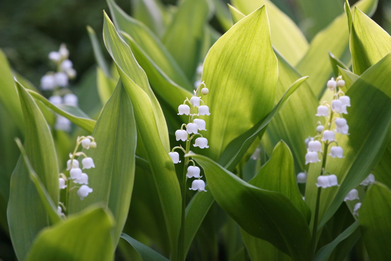 Lily of the Valley Flowers - How to Grow Convallaria majalis in Pots