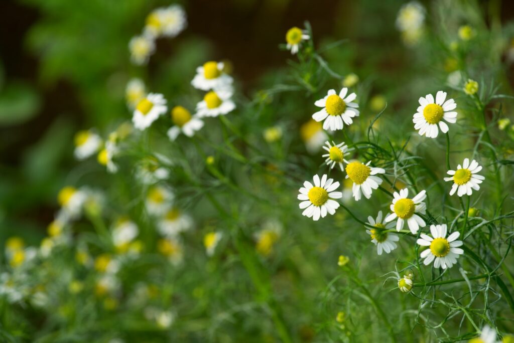 Mayweed in bloom