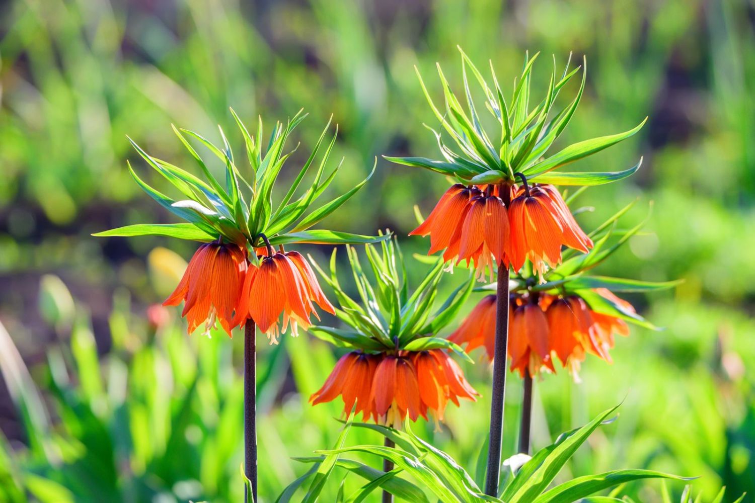 Orange flowers facing downwards