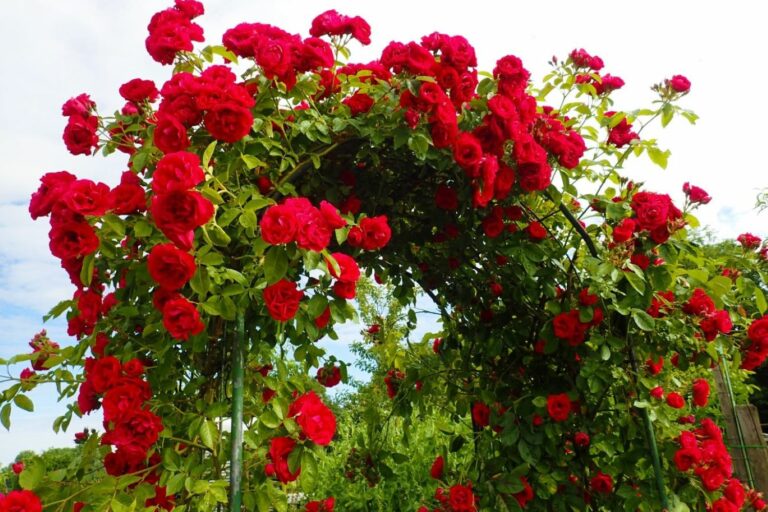 How to create a rose arch - Plantura