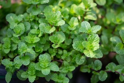 Mint: propagation, overwintering & more