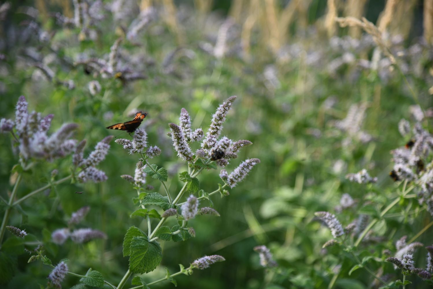 Mint how to propagate, overwinter & more Plantura