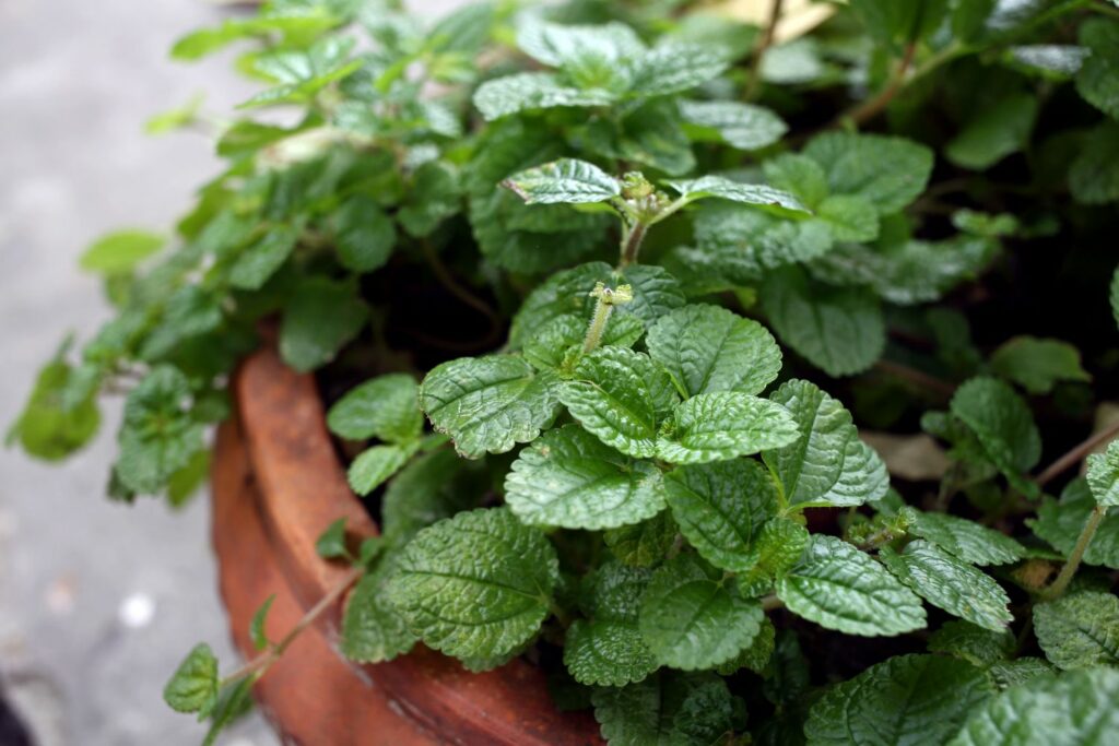 mint growing in a pot