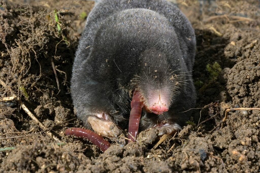 mole eating earthworm