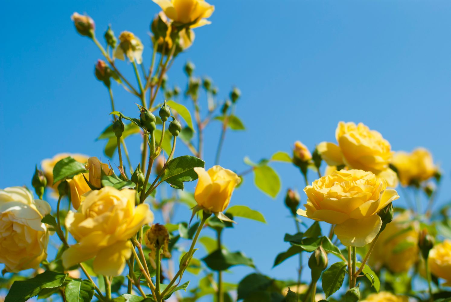 English roses: the most beautiful ones - Plantura