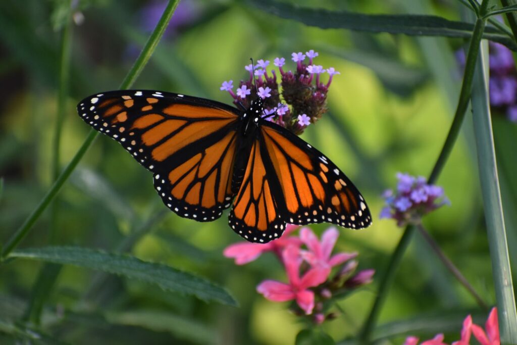 Monarch butterfly on small purple flowers