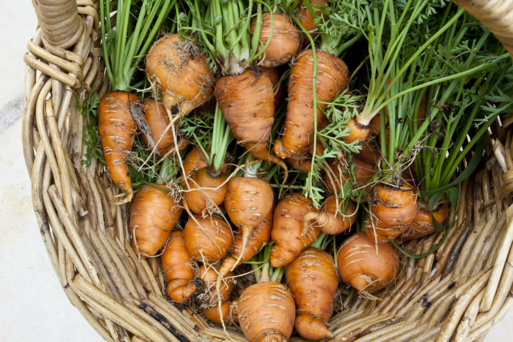 Nantes carrots with tops