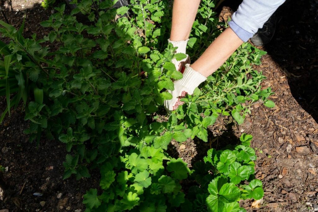 A person pruning catmint