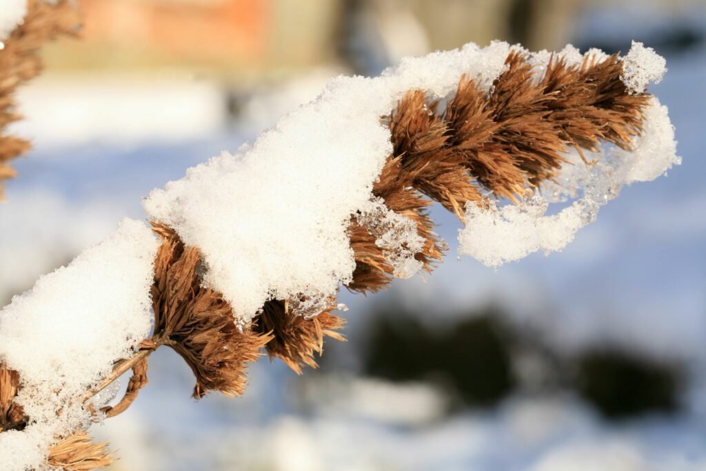 Catmint covered in snow