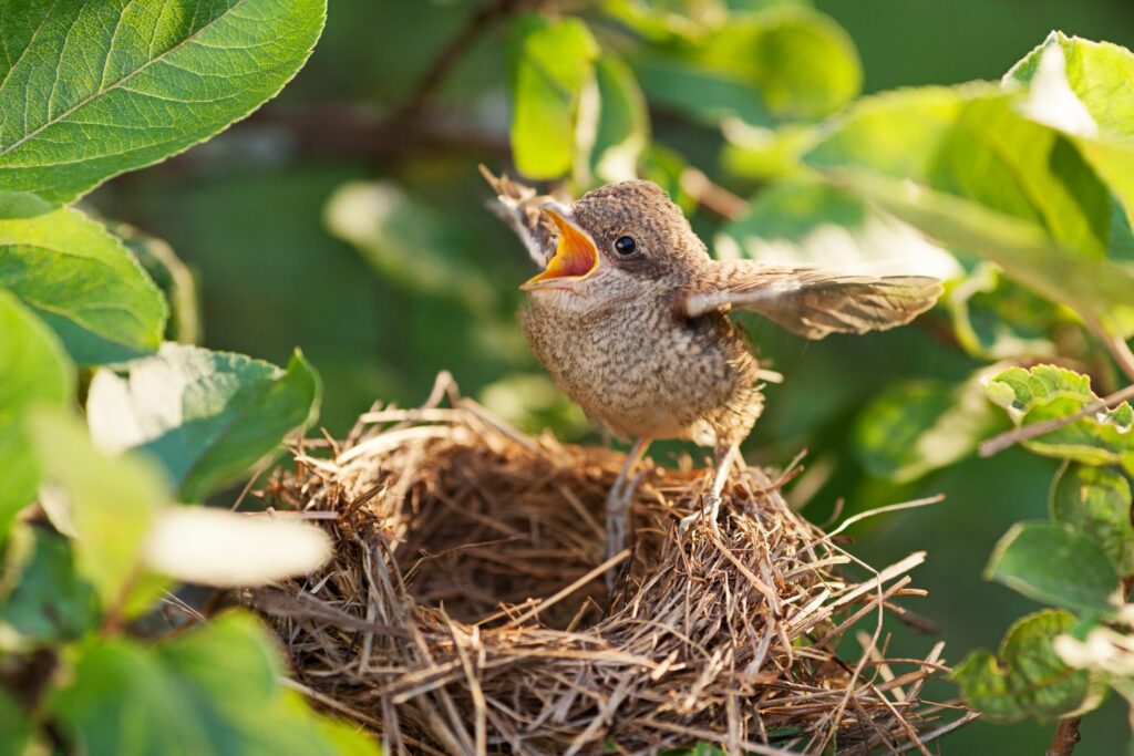 Fledgling with wings spread wide