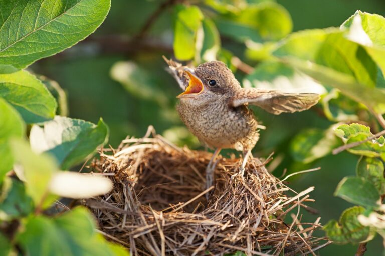 Nestlings and fledglings: all about baby birds - Plantura