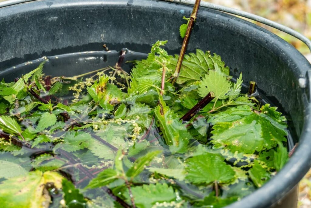 7 uses of stinging nettles - Plantura