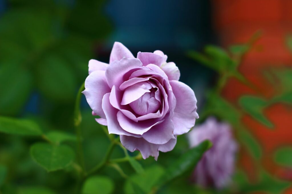 most beautiful images of purple roses