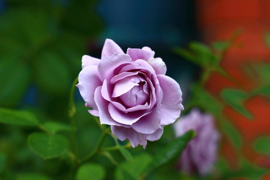 The Novalis rose