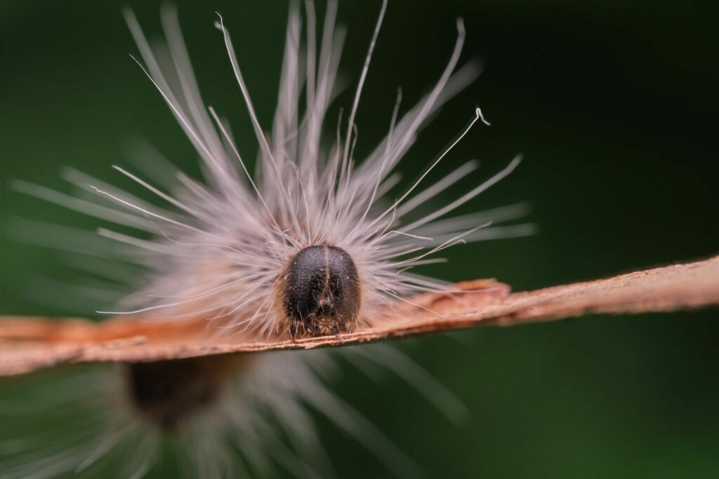 close up of oak caterpillar hairs