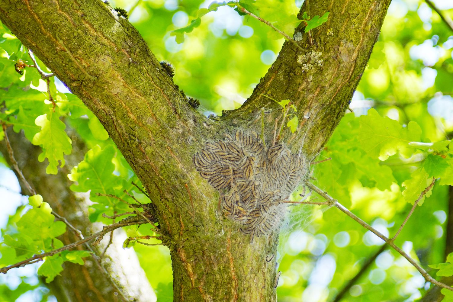 Oak Processionary Moth Profile Control Plantura   Oak Processionary Moth Nest 