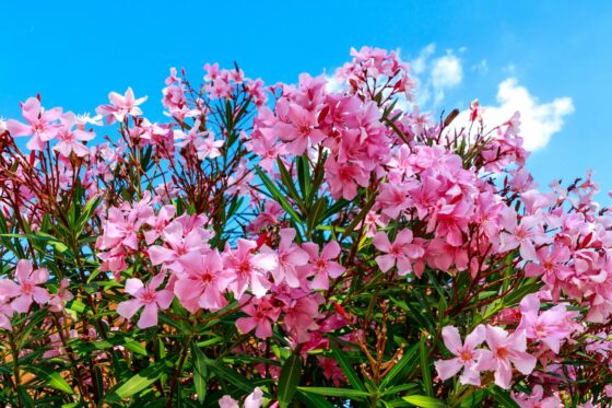 Oleander: expert tips on planting, pruning, overwintering, etc.