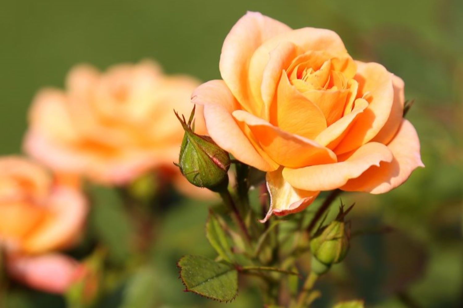 Orange roses: prettiest orange rose varieties - Plantura