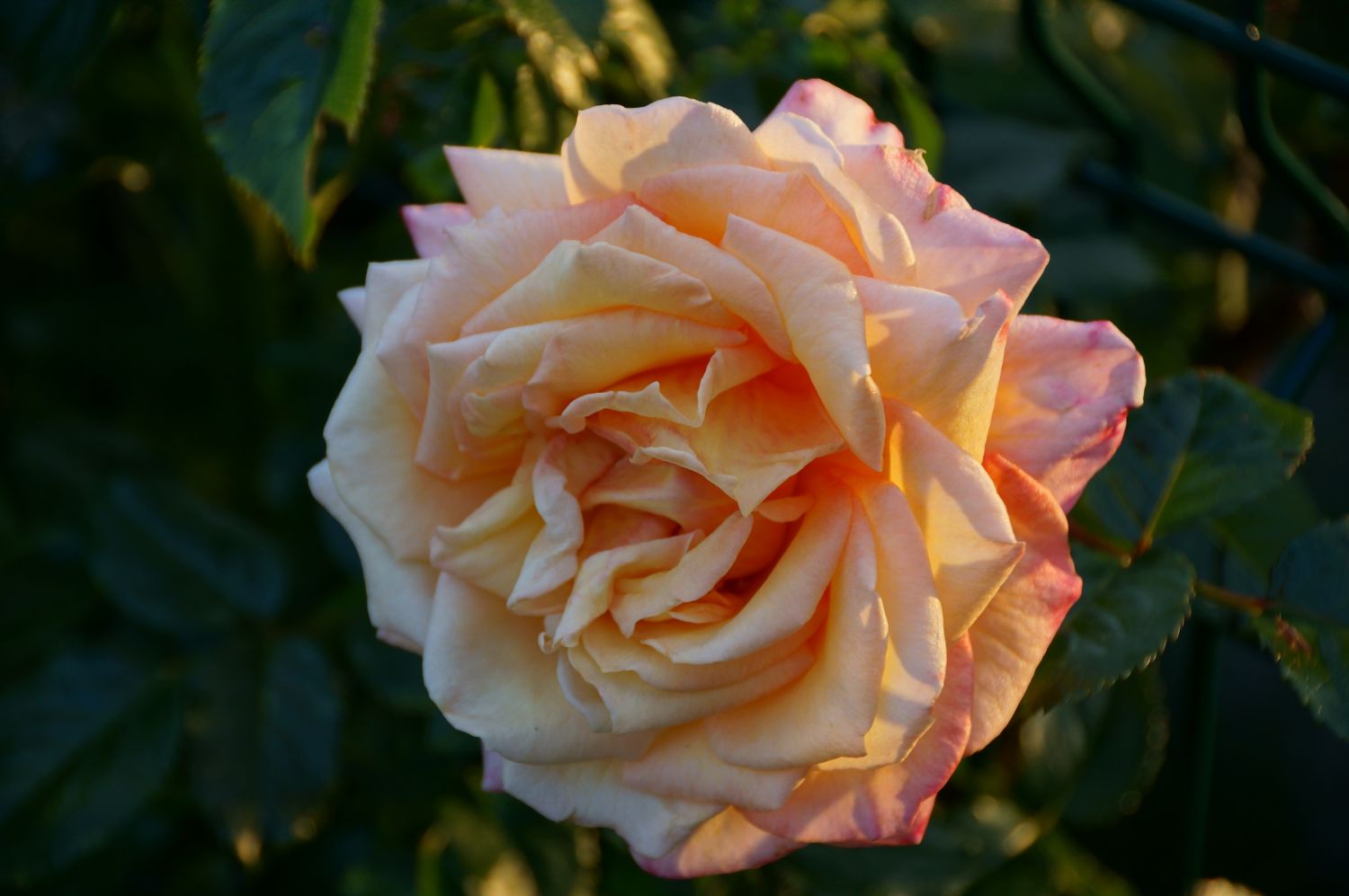 Orange roses: prettiest orange rose varieties - Plantura