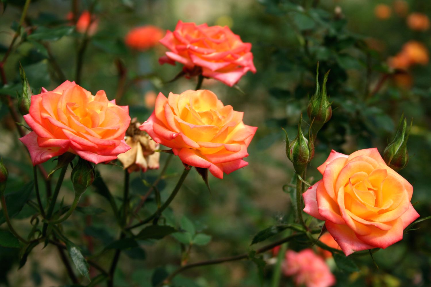 Orange roses: prettiest orange rose varieties - Plantura
