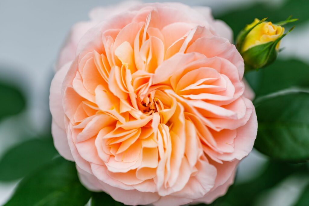 Light orange flower of the chippendale rose