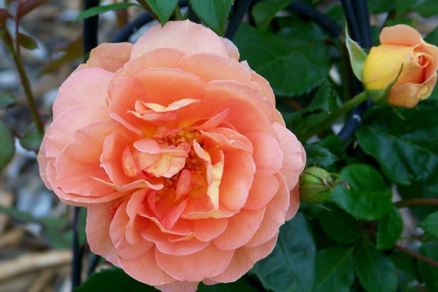 Orange roses prettiest orange rose varieties Plantura