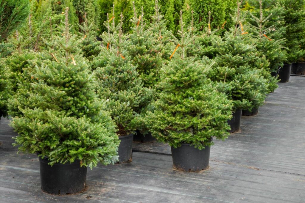 a group of small green Christmas trees in black pots 