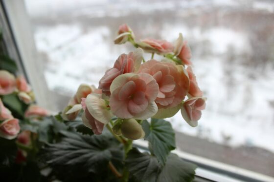Overwintering begonias: how to make the flowers survive the winter