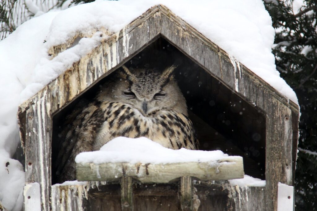 owl sleeping in nexting box in winter