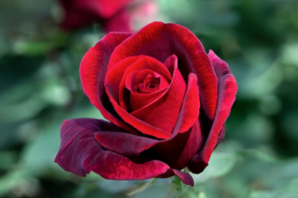 velvety red rose