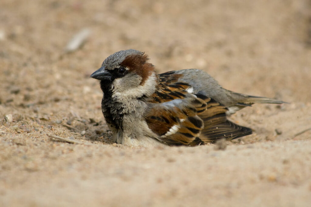 close-up of sparrow sandbathing