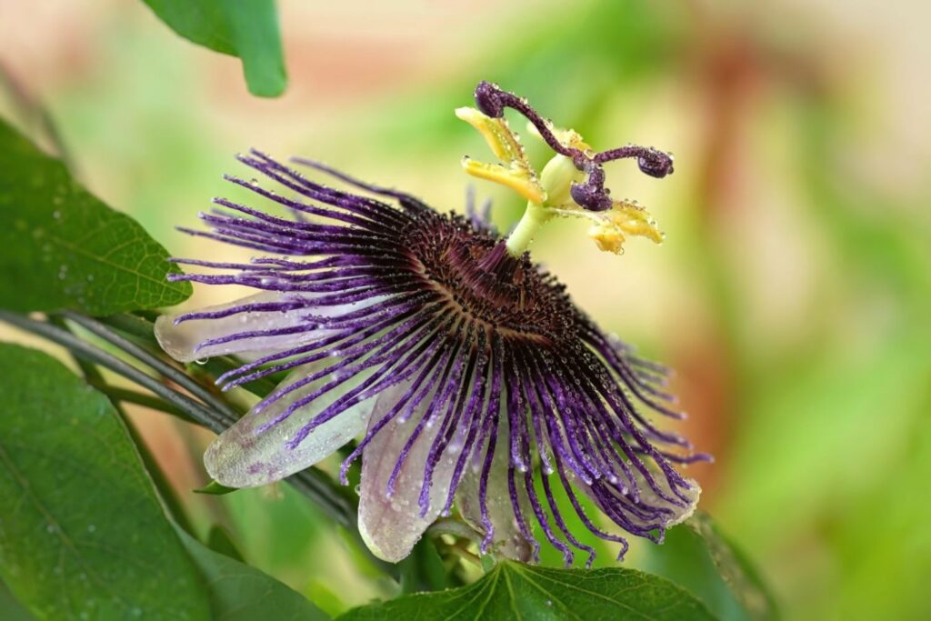 Close-up of a purple passion flower