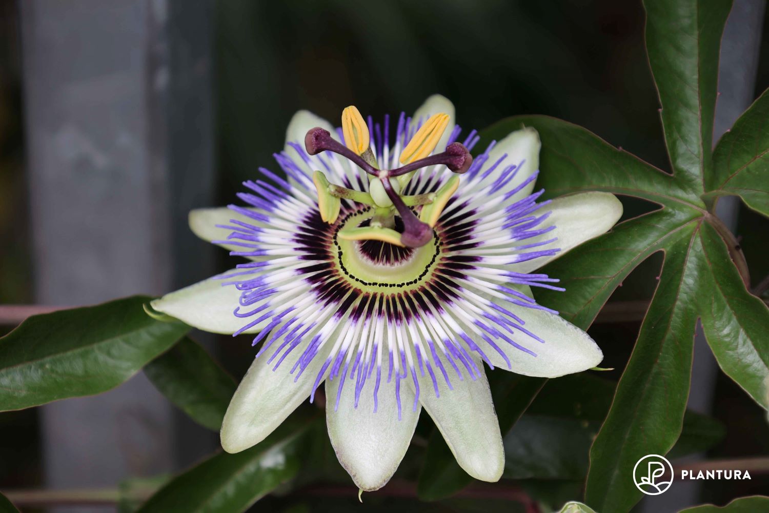 Pruning passion flowers when & how? Plantura