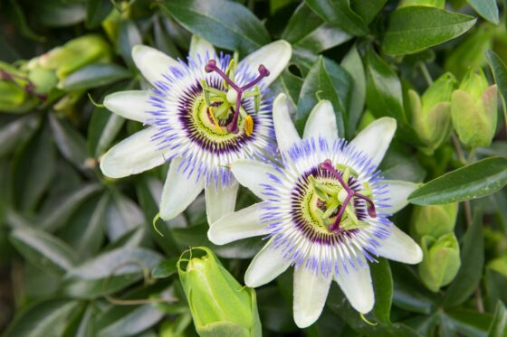 Passion flower care: tips on pruning, fertilising & more
