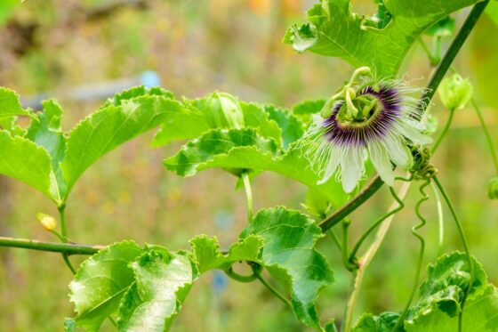 Pruning passion flowers: when & how