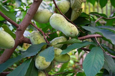 Pawpaw: all about planting & harvesting the fruit