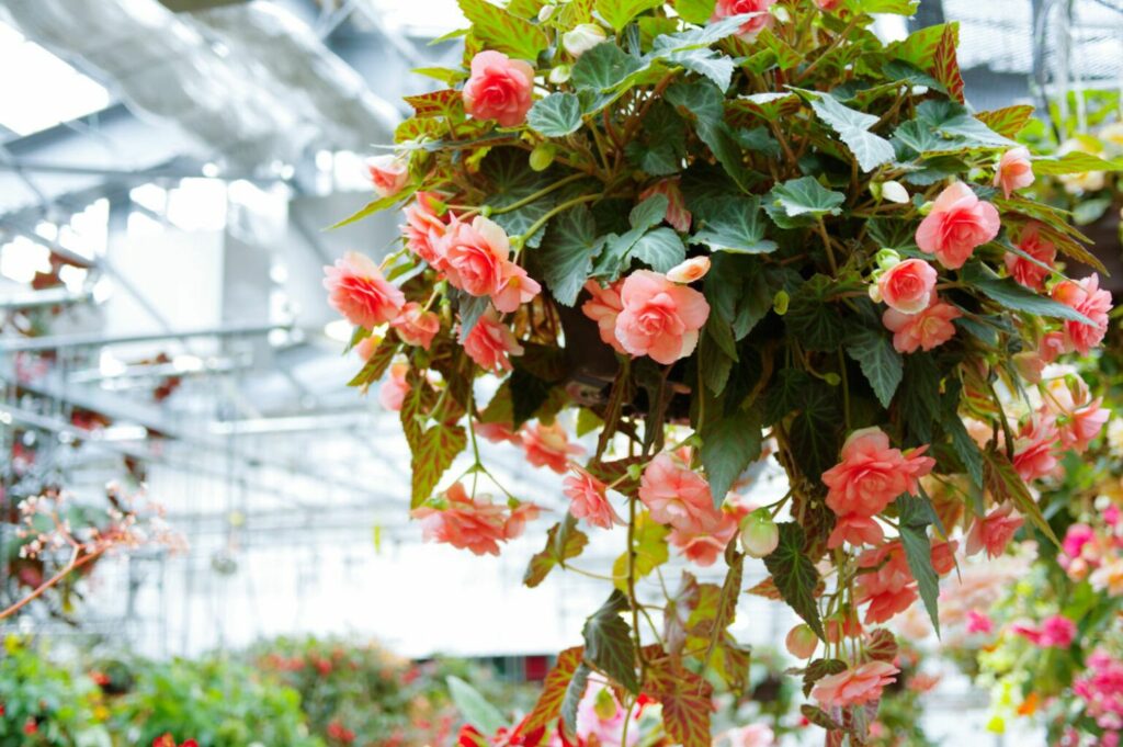 The most beautiful types of begonias - Plantura