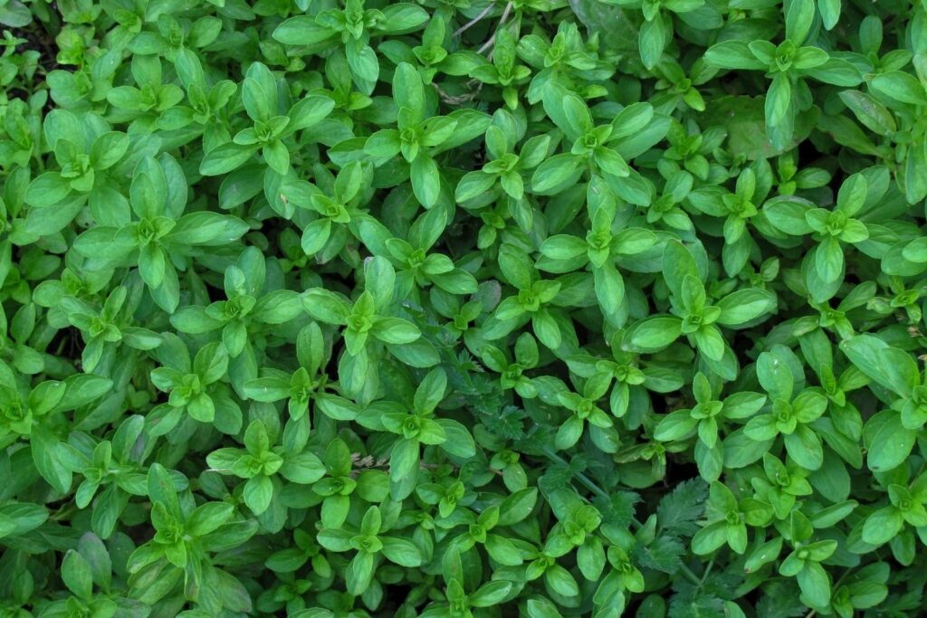 will mint grow in winter